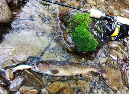 ＧＷ終盤の渓流で苦戦 ～長良川水系～